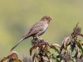 California Towhee