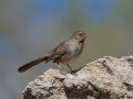 California Towhee