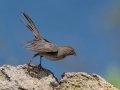 California Towhee