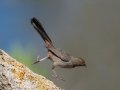 California Towhee