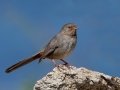 California Towhee