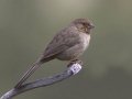 California Towhee