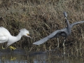 Snowy Egret with Little Blue Heron