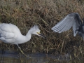 Snowy Egret with Little Blue Heron