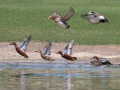Eurasian and American Wigeon in top row with Cinnamon Teals beneath.