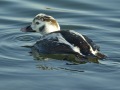 Long-tailed Duck - male