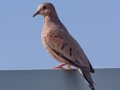 Common Ground Dove