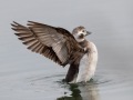 Long-tailed Duck - female