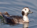 Long-tailed Duck - female