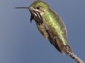 Calliope Hummingbird