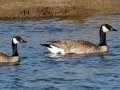 Canada Goose