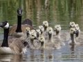 Canada Geese with Goslings