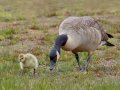 Canada Goose