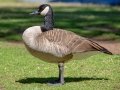 Canada Goose