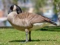 Canada Goose