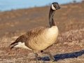 Canada Goose