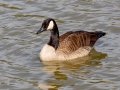 Canada Goose