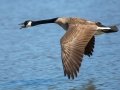Canada Goose