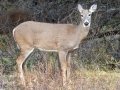 White-tailed Deer -Bow Valley PP