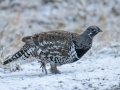 Spruce Grouse - Kananaskis Lake