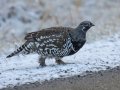 Spruce Grouse - Kananaskis Lake