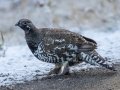 Spruce Grouse - Kananaskis Lake