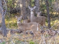 White-tailed Deer -Bow Valley PP