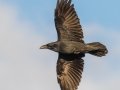 Common Raven - Lake Louise, Banff NP