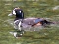 Harlequin Duck - Policeman's Creek Boardwalk Trail, Canmore