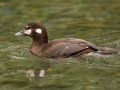 Harlequin Duck - Policeman's Creek Boardwalk Trail, Canmore