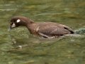 Harlequin Duck - Policeman's Creek Boardwalk Trail, Canmore