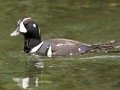 Harlequin Duck - Policeman's Creek Boardwalk Trail, Canmore