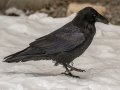 Common Raven - Lake Louise, Banff NP