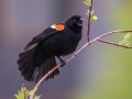 Red-winged Blackbird - Policeman's Creek Boardwalk, Canmore