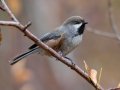 Boreal Chickadee - Policeman's Creek Boardwalk, Canmore