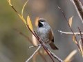 Boreal Chickadee - Policeman's Creek Boardwalk, Canmore