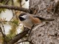 Boreal Chickadee - Policeman's Creek Boardwalk, Canmore