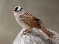 White-crowned Sparrow - Policeman's Creek Boardwalk, Canmore