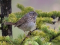 Lincoln's Sparrow - Policeman's Creek Boardwalk, Canmore