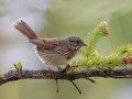 Lincoln's Sparrow - Policeman's Creek Boardwalk, Canmore