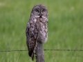 Great Gray Owl - Water Valley