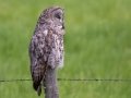 Great Gray Owl - Water Valley