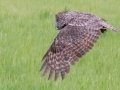 Great Gray Owl - Water Valley