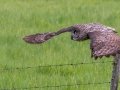 Great Gray Owl - Water Valley