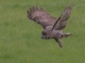 Great Gray Owl - Water Valley
