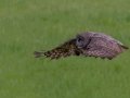 Great Gray Owl - Water Valley