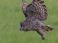 Great Gray Owl - Water Valley