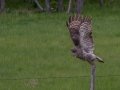 Great Gray Owl - Water Valley