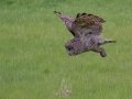 Great Gray Owl - Water Valley