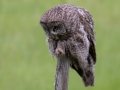 Great Gray Owl - Water Valley